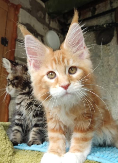 Малыш мейн кун в разведение предлагается. 05