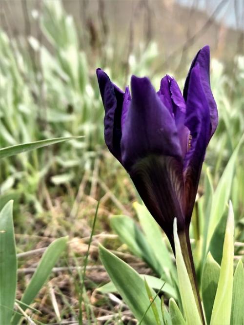 Цветок самурая. Ирис - один из самых любимых японцами цветов. 05