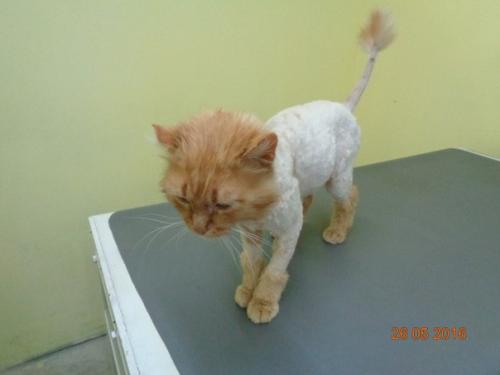 Пожалуйста репост! Знакомьтесь - это рыжий! 02 Пожалуйста репост! Знакомьтесь - это рыжий! 02