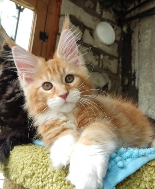 Малыш мейн кун в разведение предлагается. 06