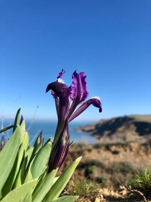 Цветок самурая. Ирис - один из самых любимых японцами цветов. 04