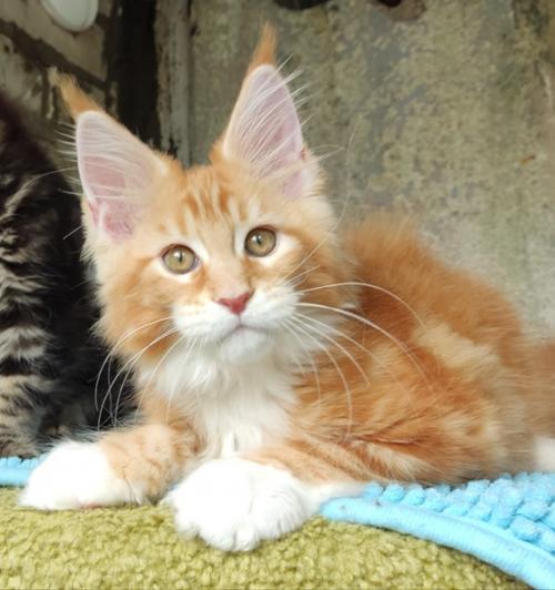 Малыш мейн кун в разведение предлагается. 03