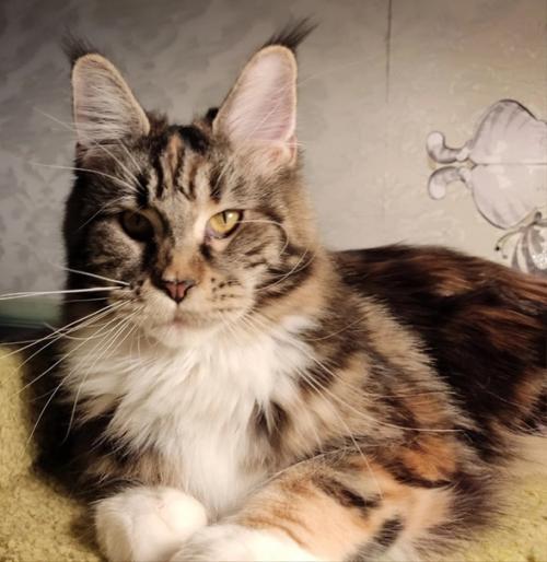 Малыш мейн кун в разведение предлагается. 08