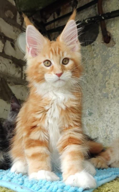 Малыш мейн кун в разведение предлагается. 01