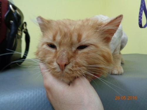 Пожалуйста репост! Знакомьтесь - это рыжий! 03 Пожалуйста репост! Знакомьтесь - это рыжий! 03