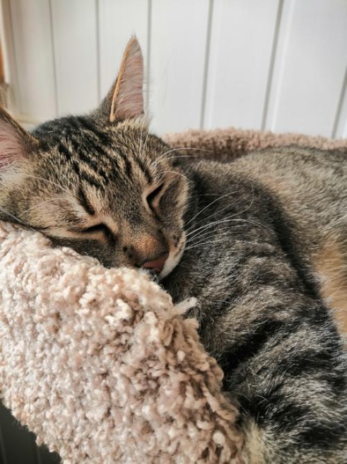 Вот она, домашняя беззаботная жизнь. 01