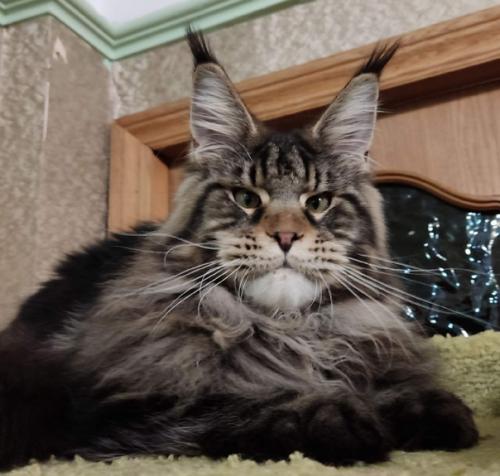 Малыш мейн кун в разведение предлагается. 07