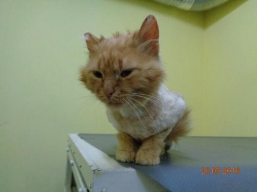 Пожалуйста репост! Знакомьтесь - это рыжий! 01 Пожалуйста репост! Знакомьтесь - это рыжий! 01