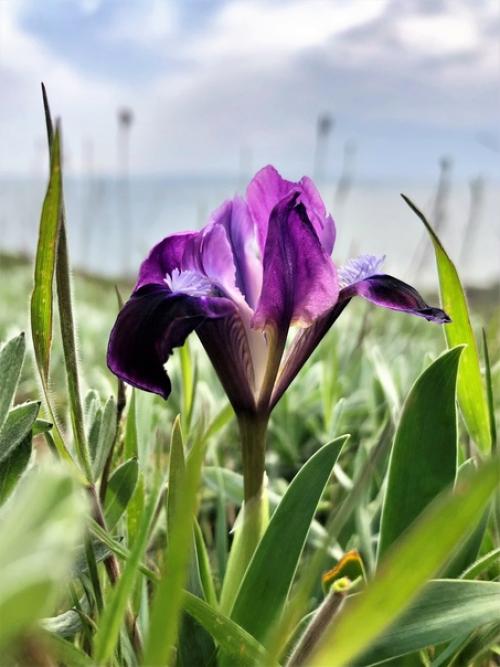 Цветок самурая. Ирис - один из самых любимых японцами цветов. 01