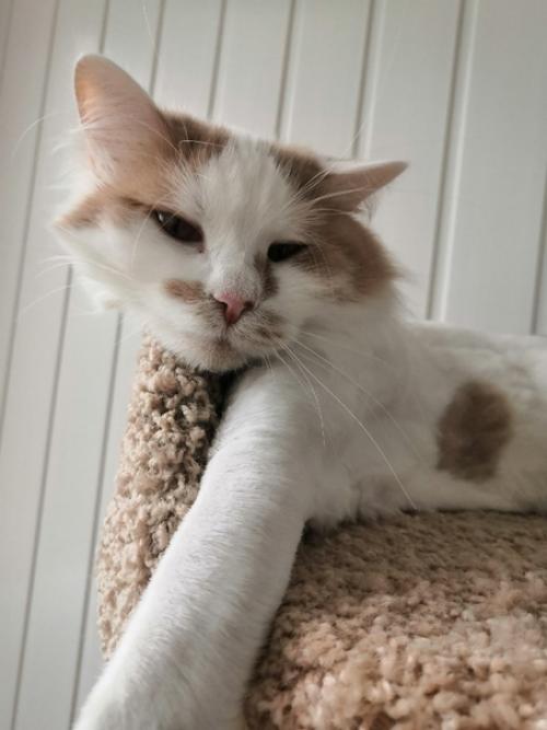 Вот она, домашняя беззаботная жизнь. 02