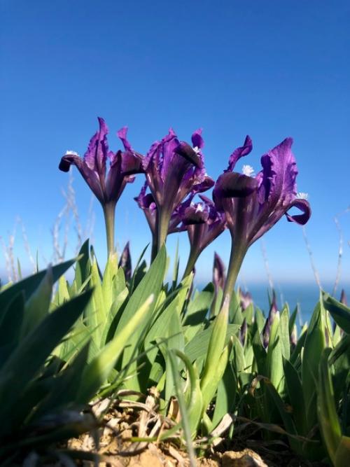 Цветок самурая. Ирис - один из самых любимых японцами цветов. 07