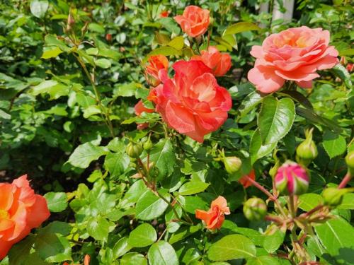 Как мне нравится всё необычное, уникальное. 05