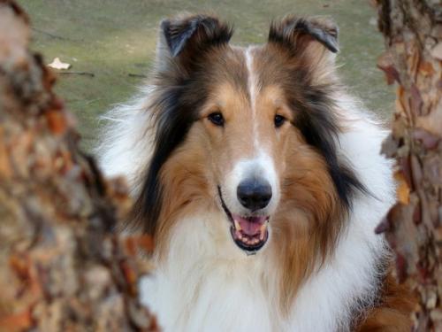 Популярные породы собак. 03