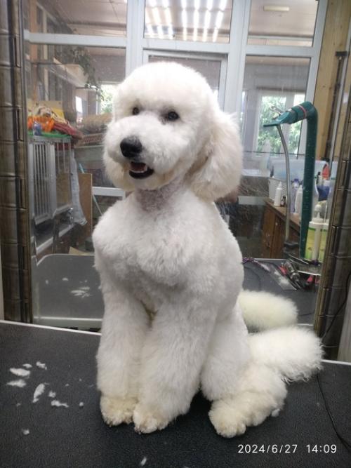 Щенок малого пуделя свою семью ищет. 01