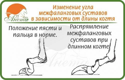 Совсем немного о пястях собаки. 01 Совсем немного о пястях собаки. 01