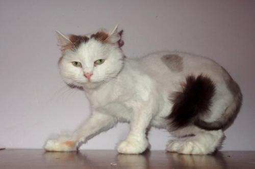 Пух.  Очень пушистый, тихий мальчишка. 03 Пух.  Очень пушистый, тихий мальчишка. 03