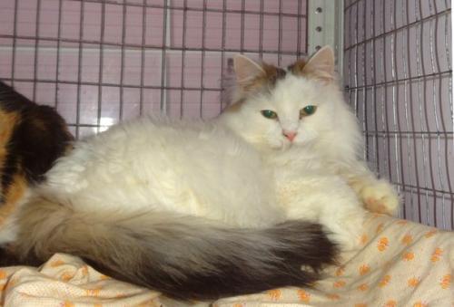 Пух.  Очень пушистый, тихий мальчишка. 04 Пух.  Очень пушистый, тихий мальчишка. 04