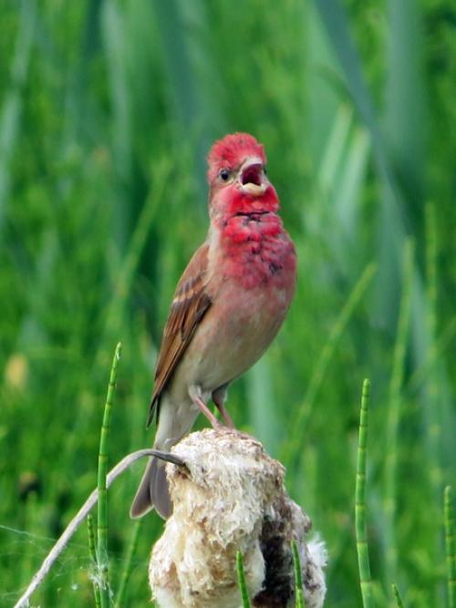 Удивительный русский язык. 01