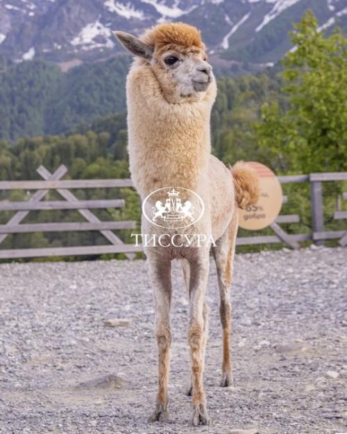 Вы, конечно, помните ириску из парка Пача Мама в Сочи - обаятельную альпаку, которую опекает тиссура. 02