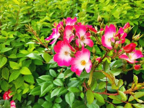 Как мне нравится всё необычное, уникальное. 03