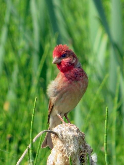 Удивительный русский язык. 02