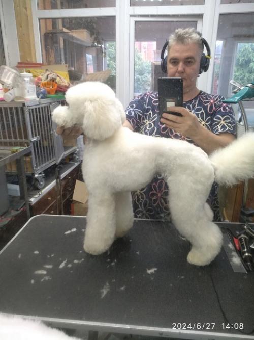 Щенок малого пуделя свою семью ищет. 02