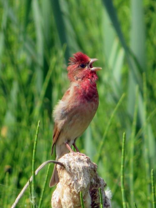 Удивительный русский язык. 03