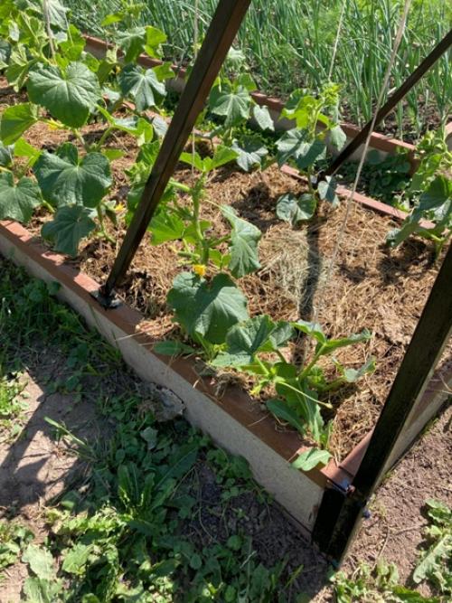 А нужны ли домики? 06