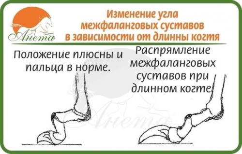 Совсем немного о пястях собаки. 01 Совсем немного о пястях собаки. 01