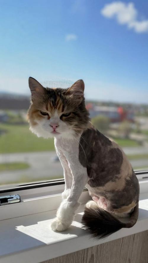 Тамара Анатольевна. Мама Мусеньки Василиса пишет что пришлось сделать модную стрижку, сильно начала линять. 03