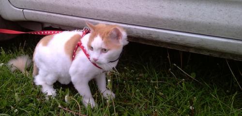 Вам нужен комочек пушистого счастья? 01 Вам нужен комочек пушистого счастья? 01