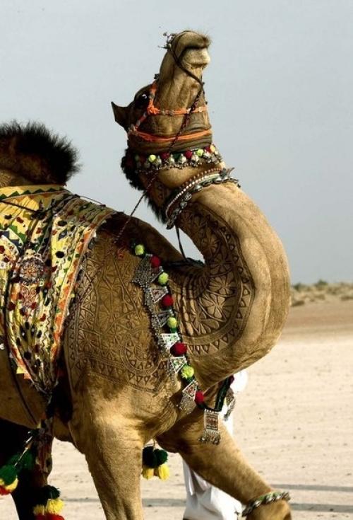 Стрижка верблюда как искусство. 04