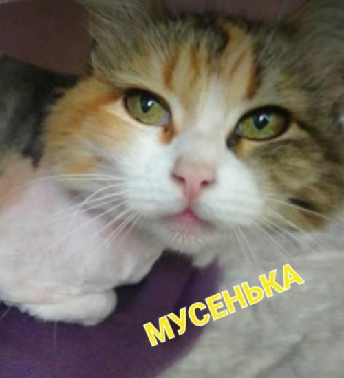 Тамара Анатольевна. Мама Мусеньки Василиса пишет что пришлось сделать модную стрижку, сильно начала линять. 05