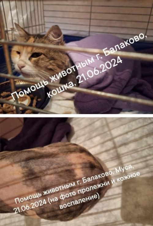 Тамара Анатольевна. Мама Мусеньки Василиса пишет что пришлось сделать модную стрижку, сильно начала линять. 04