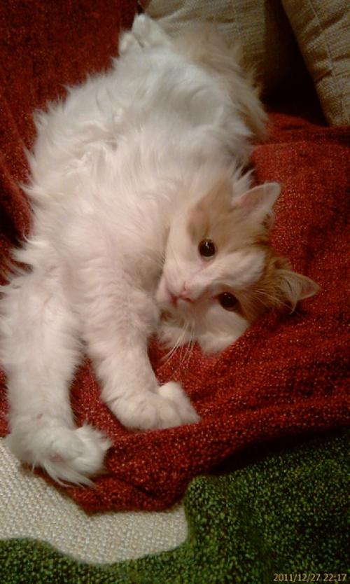 Вам нужен комочек пушистого счастья? 02 Вам нужен комочек пушистого счастья? 02