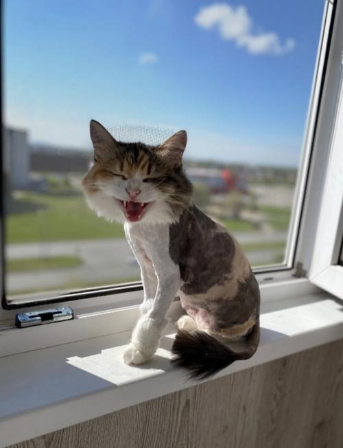 Тамара Анатольевна. Мама Мусеньки Василиса пишет что пришлось сделать модную стрижку, сильно начала линять. 02