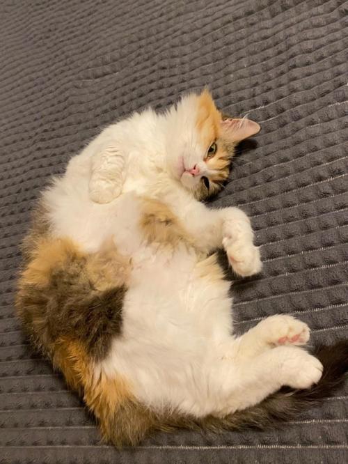 Тамара Анатольевна. Мама Мусеньки Василиса пишет что пришлось сделать модную стрижку, сильно начала линять. 01