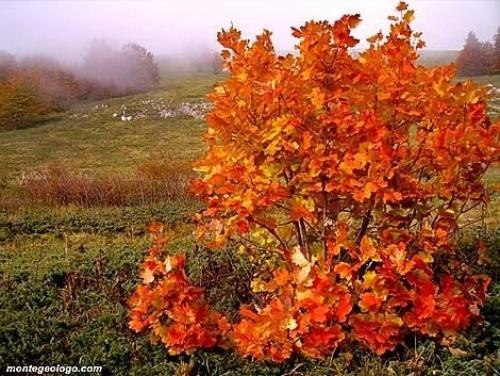 Семь модных идей для дачного сада. 04 Семь модных идей для дачного сада. 04