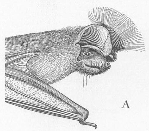 Модный панк от мира рукокрылых - сводобнохвостая летучая мышь чапина или длиннохохлый складчатогуб (Chaerephon Chapini. 02