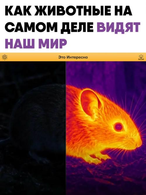 Человеческое восприятие сильно ограничено, ведь многие животные видят реальность иначе. 

