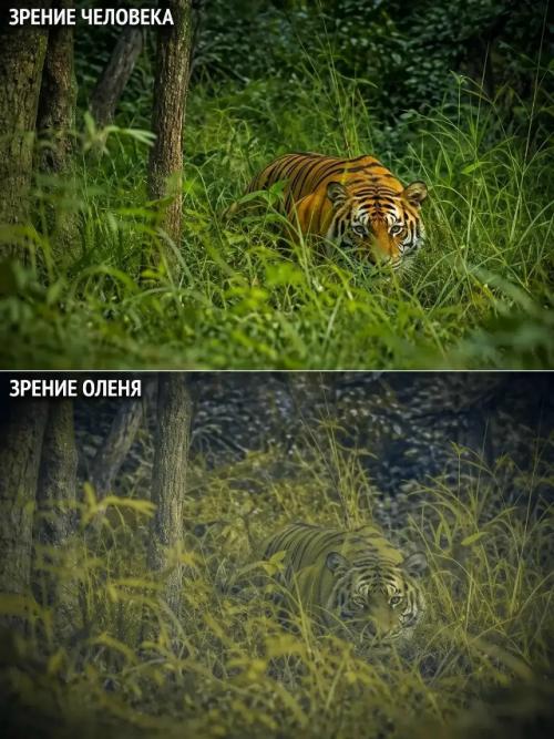 Человеческое восприятие сильно ограничено, ведь многие животные видят реальность иначе. 02