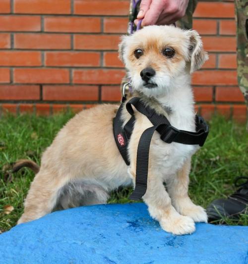 Когда его выкинули из машины, это был грязный, свалявшийся, несчастный и никому не нужный бедося. 03