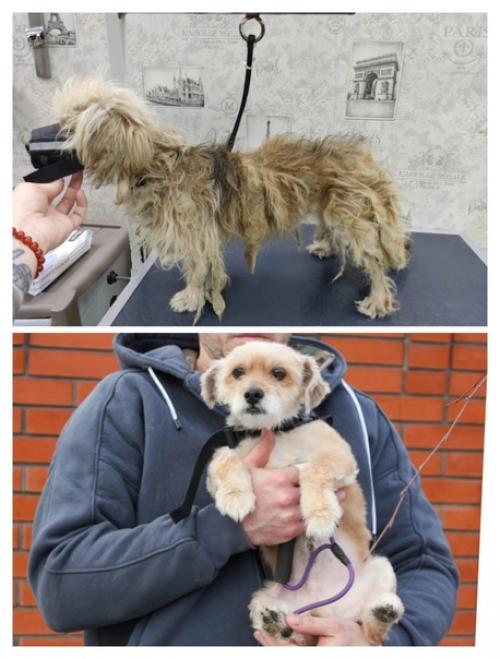 Когда его выкинули из машины, это был грязный, свалявшийся, несчастный и никому не нужный бедося. 01