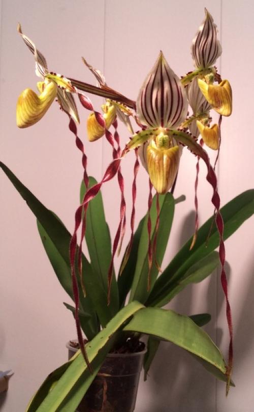 Paphiopedilum Philippinense.  Dandy. 06