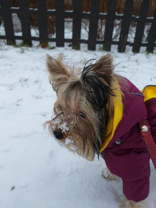 Снова традиционные фото - встречи с милыми черривинсиками первые в 2022 году. 05