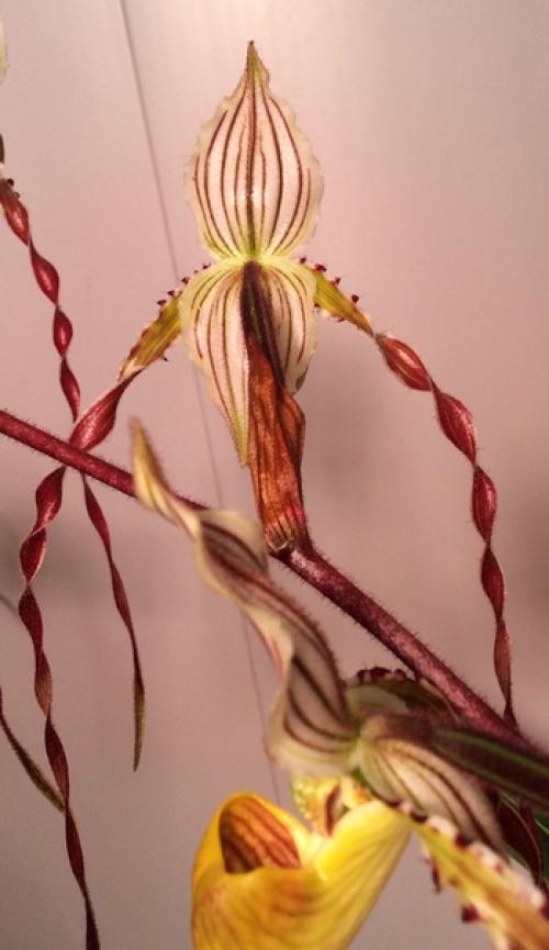 Paphiopedilum Philippinense.  Dandy. 03