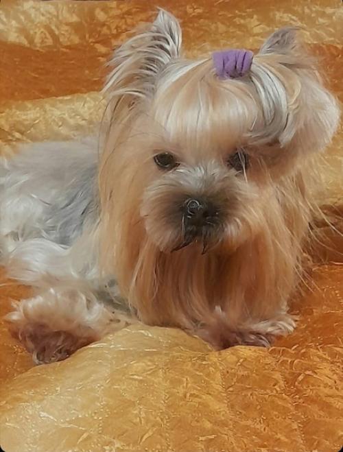 Снова традиционные фото - встречи с милыми черривинсиками первые в 2022 году. 01