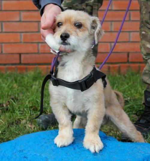 Когда его выкинули из машины, это был грязный, свалявшийся, несчастный и никому не нужный бедося. 04