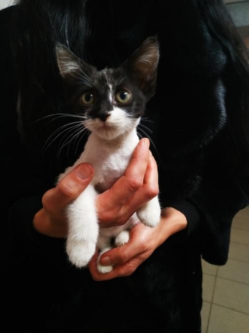 Орехово-зуево мо. Чудесная симпатяшка с модной стрижкой мампап ищет. 01