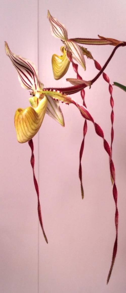 Paphiopedilum Philippinense.  Dandy. 07